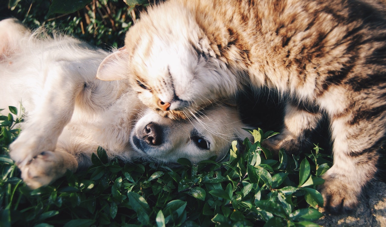 Dream Meaning of Animals