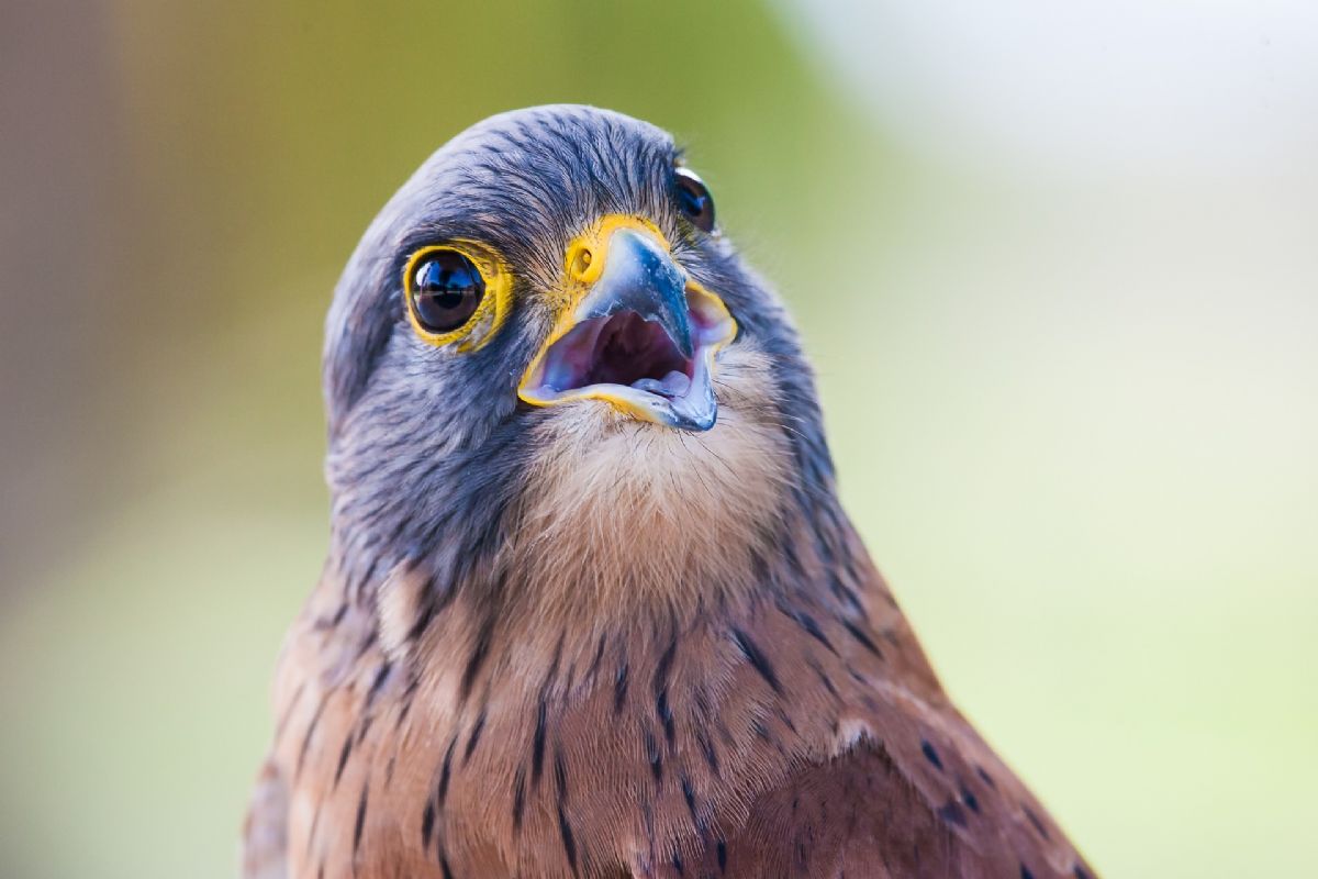 Dream Meaning of Bird