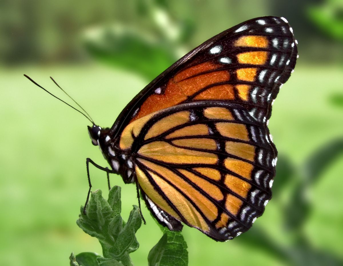 Dream Meaning of a Butterfly