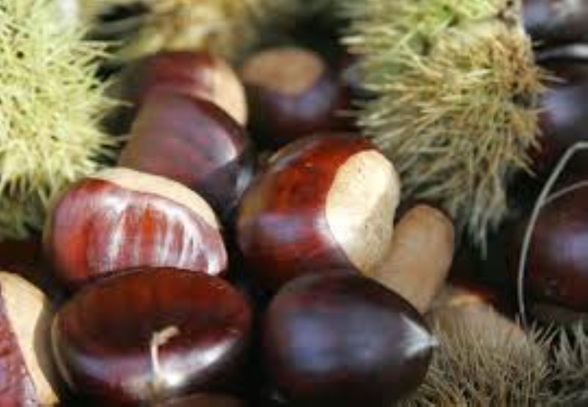 Dream Meaning of Chestnut (Maroon)