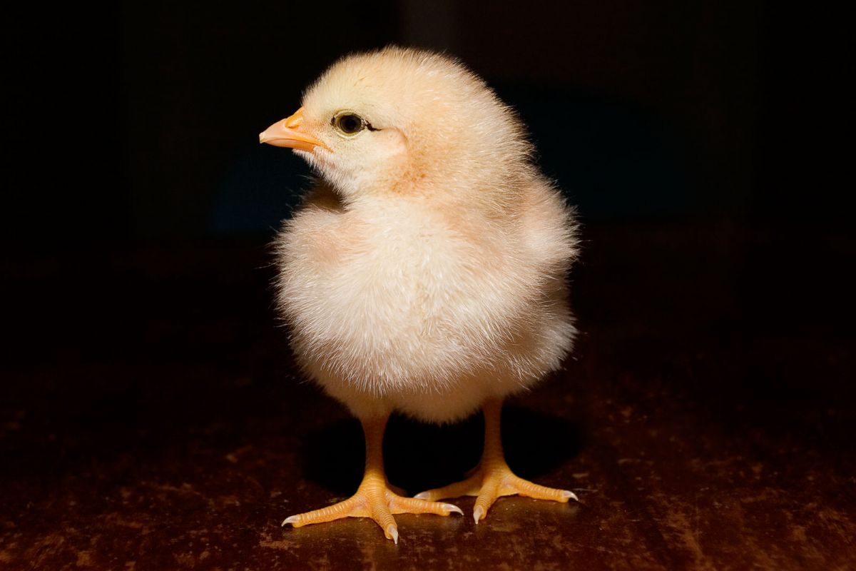 Dream Meaning of Chick