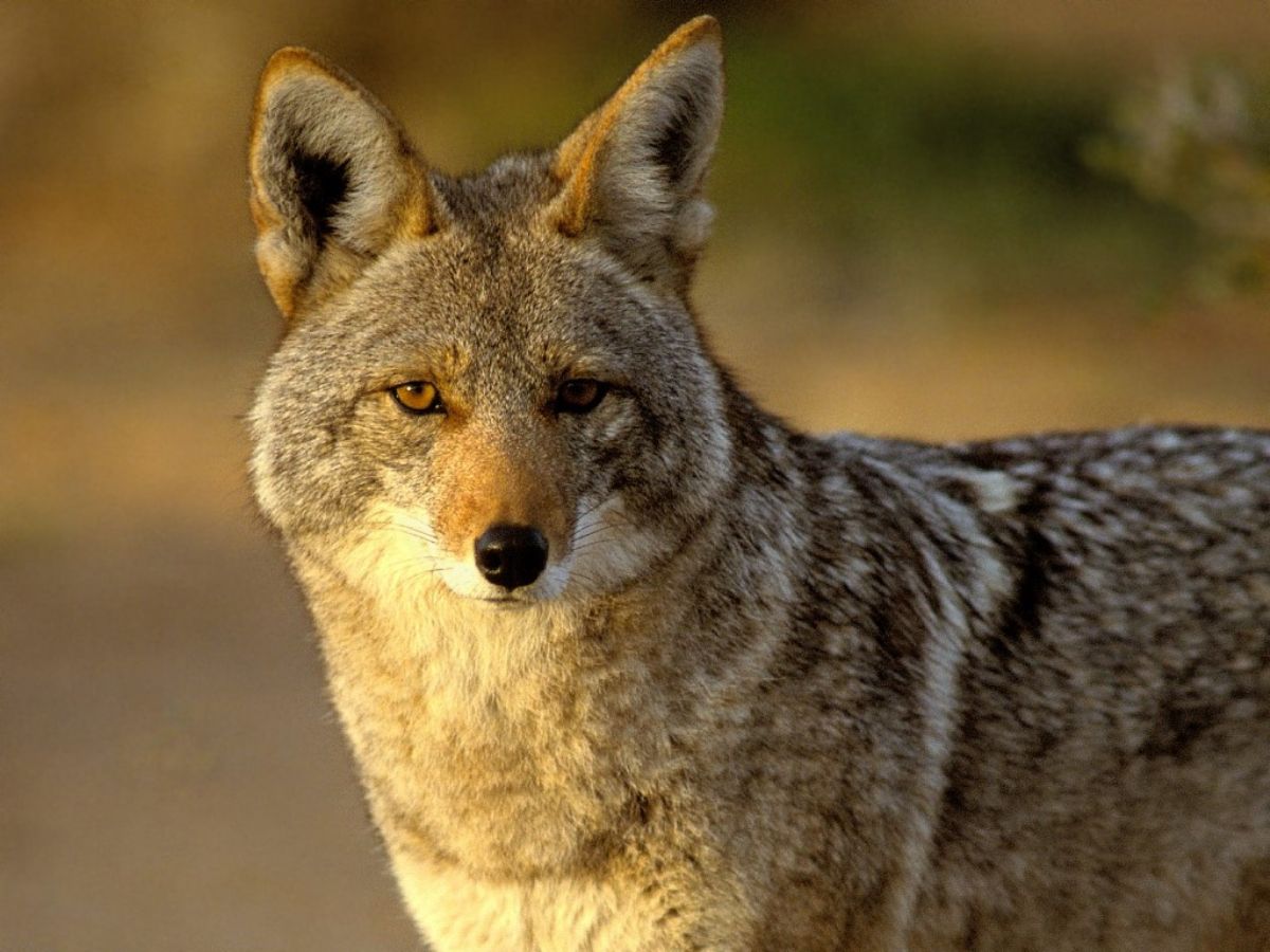 Dream Meaning of Coyote