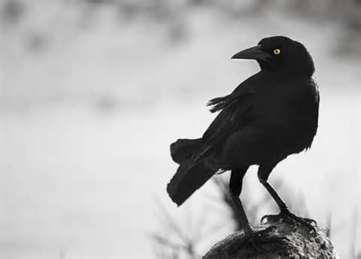 Dream Meaning of a Crow
