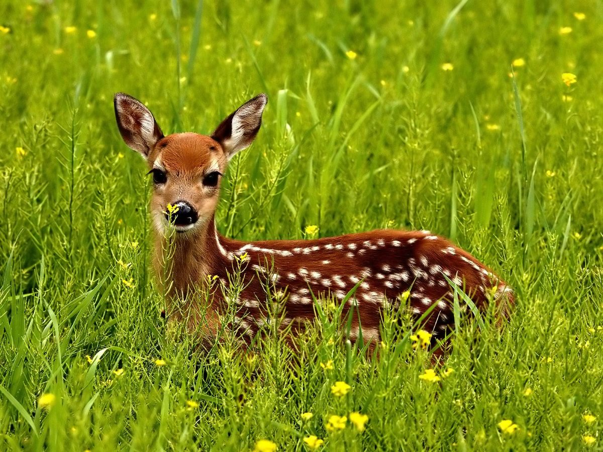Dream Meaning of Deer