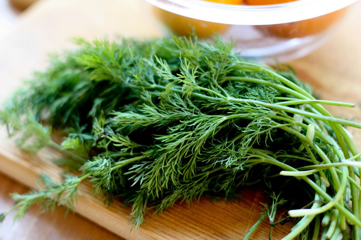 Dream Meaning of Dill