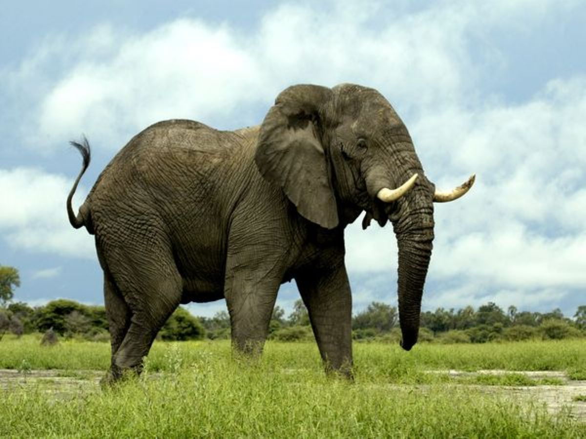 Dream Meaning of Elephant