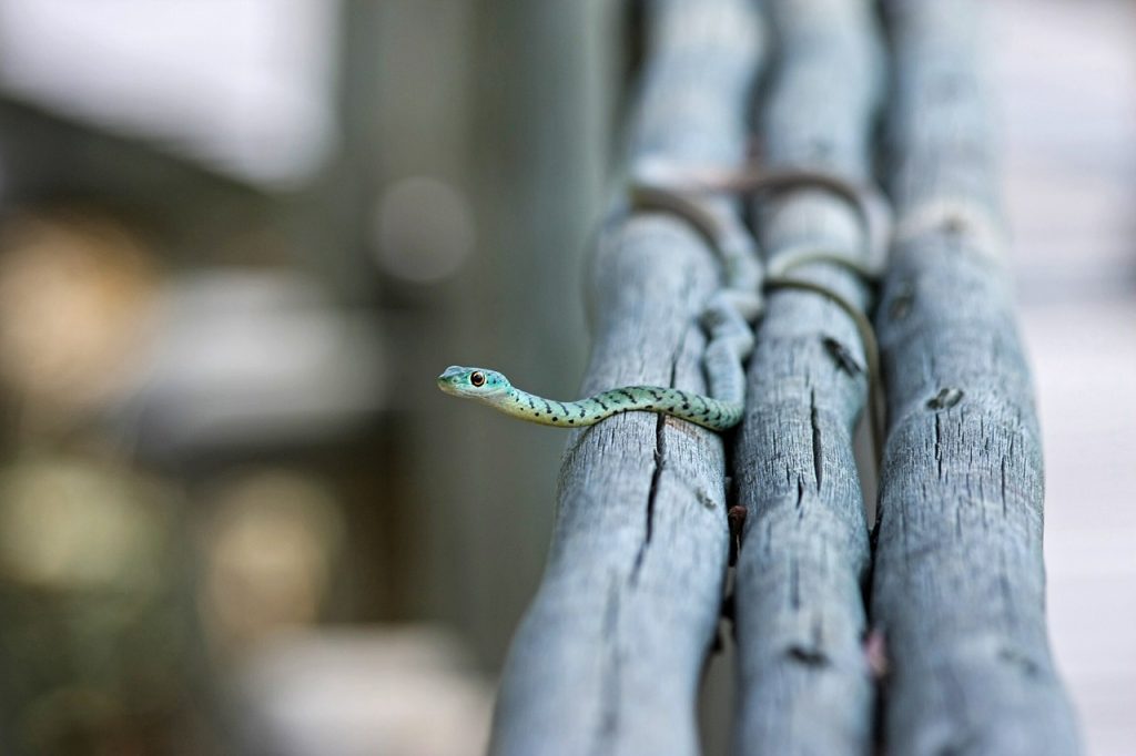 Dream Meaning of Snake