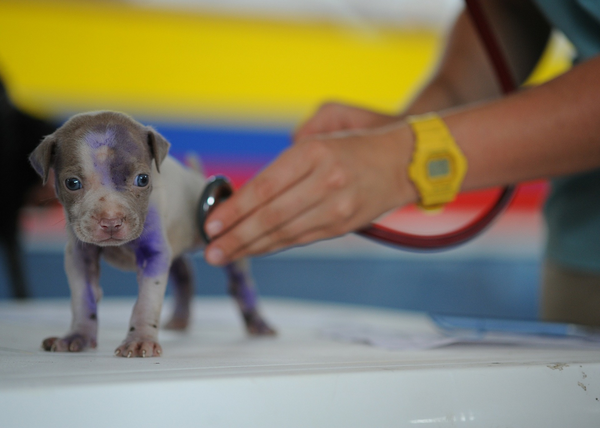 Dream Meaning of Veterinarian
