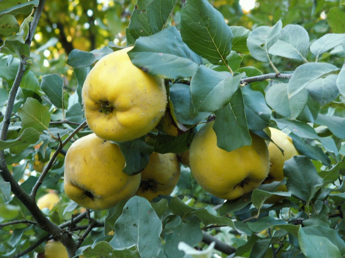 Dream Meaning of Quince