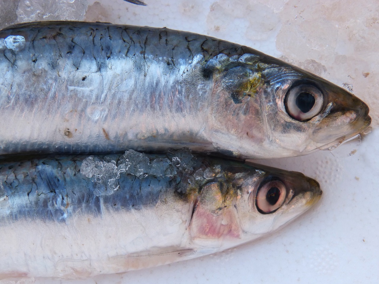 Dream Meaning of Sardines