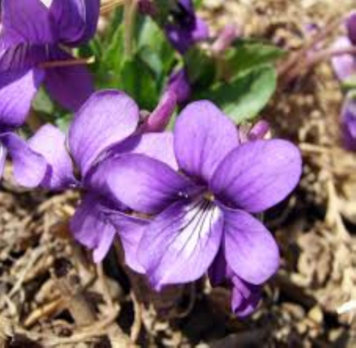 Dream Meaning of Violet