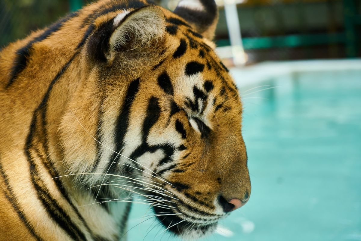Dream Meaning of Wild Animal