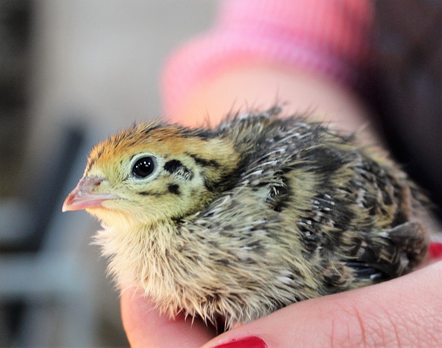 Dream Meaning of Quail