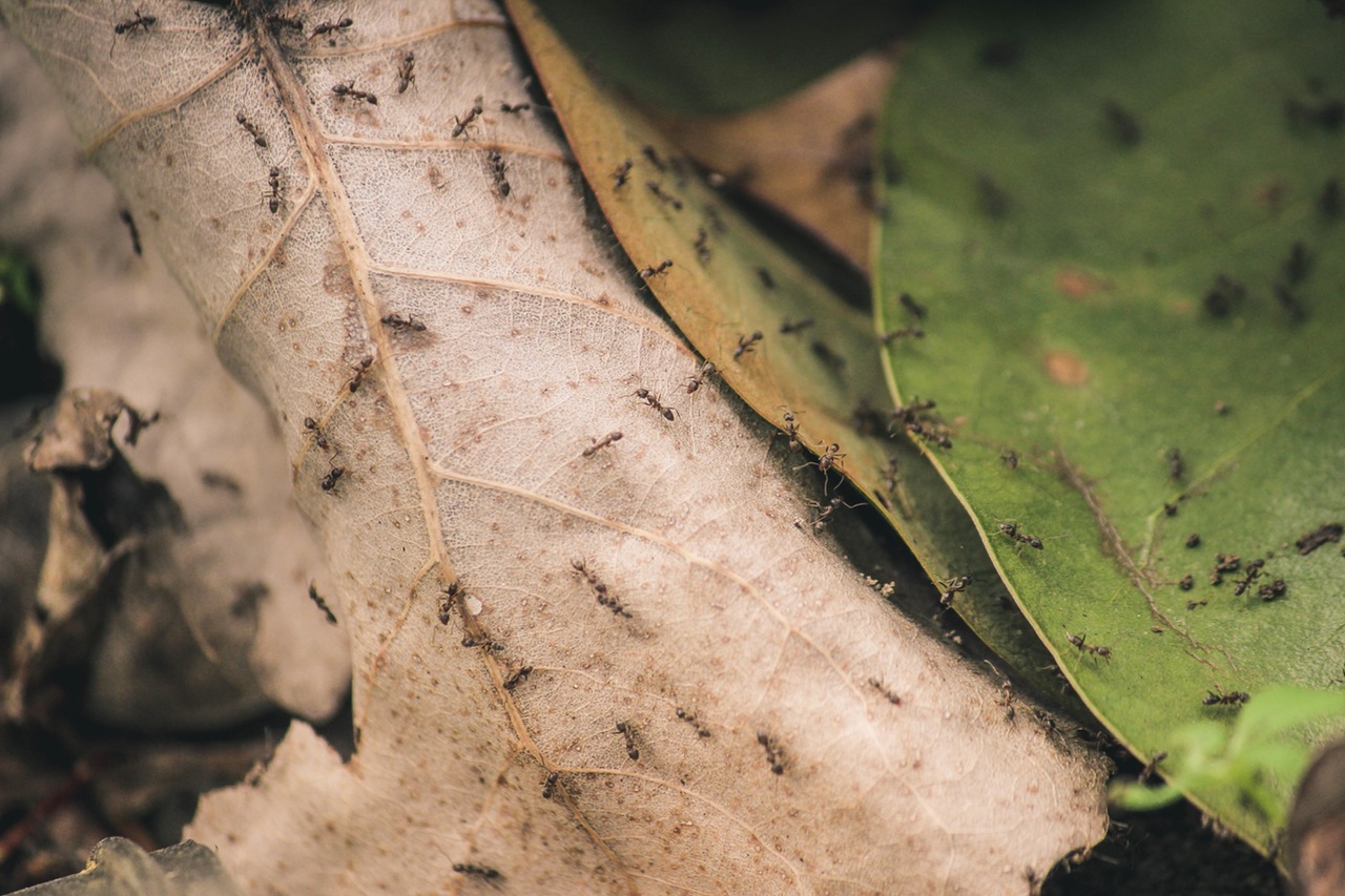 Dream Meaning of an Ant