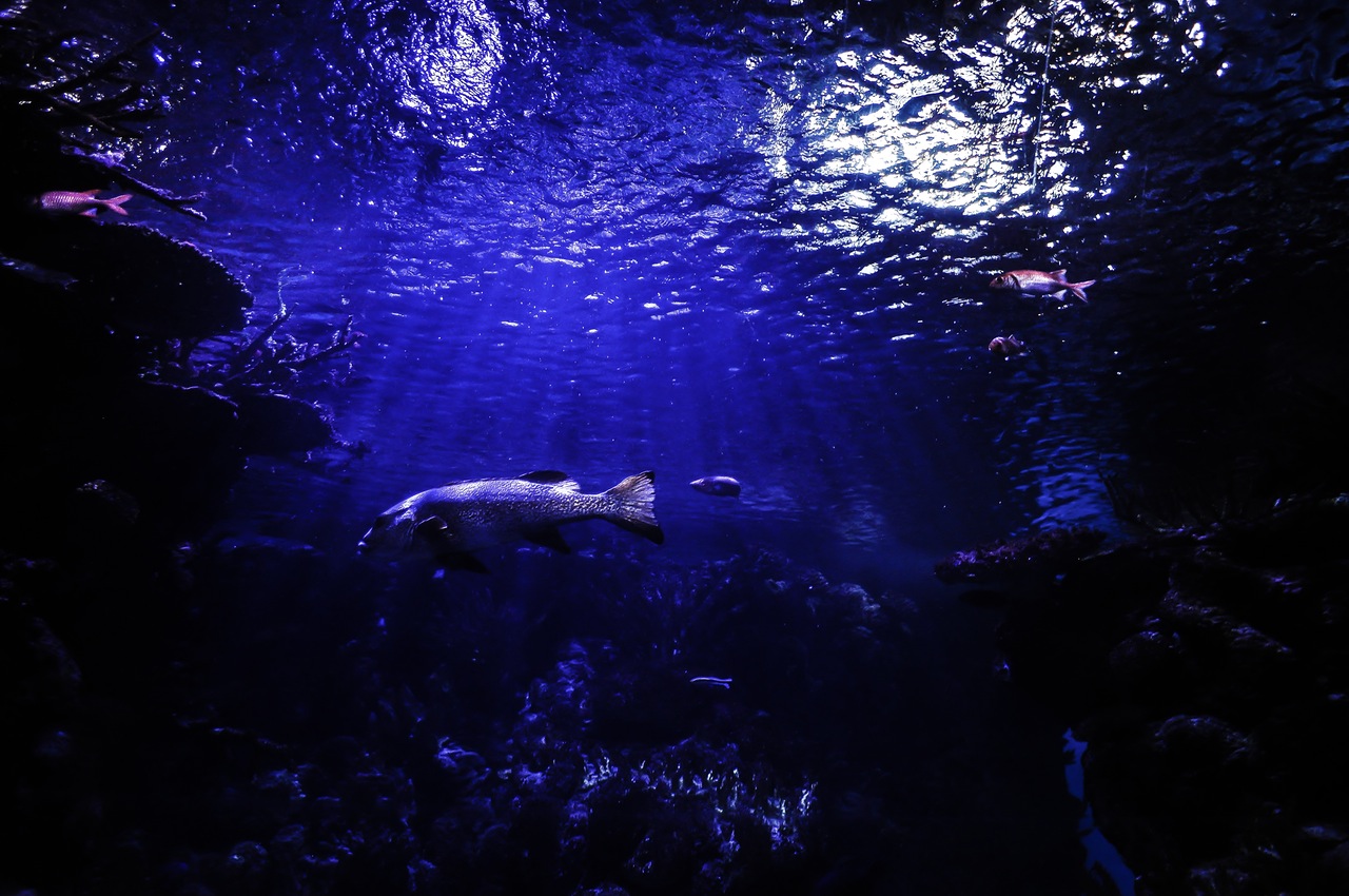 Dream Meaning of an Aquarium