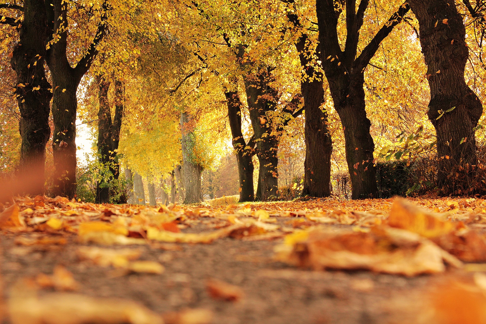 Dream Meaning of Autumn