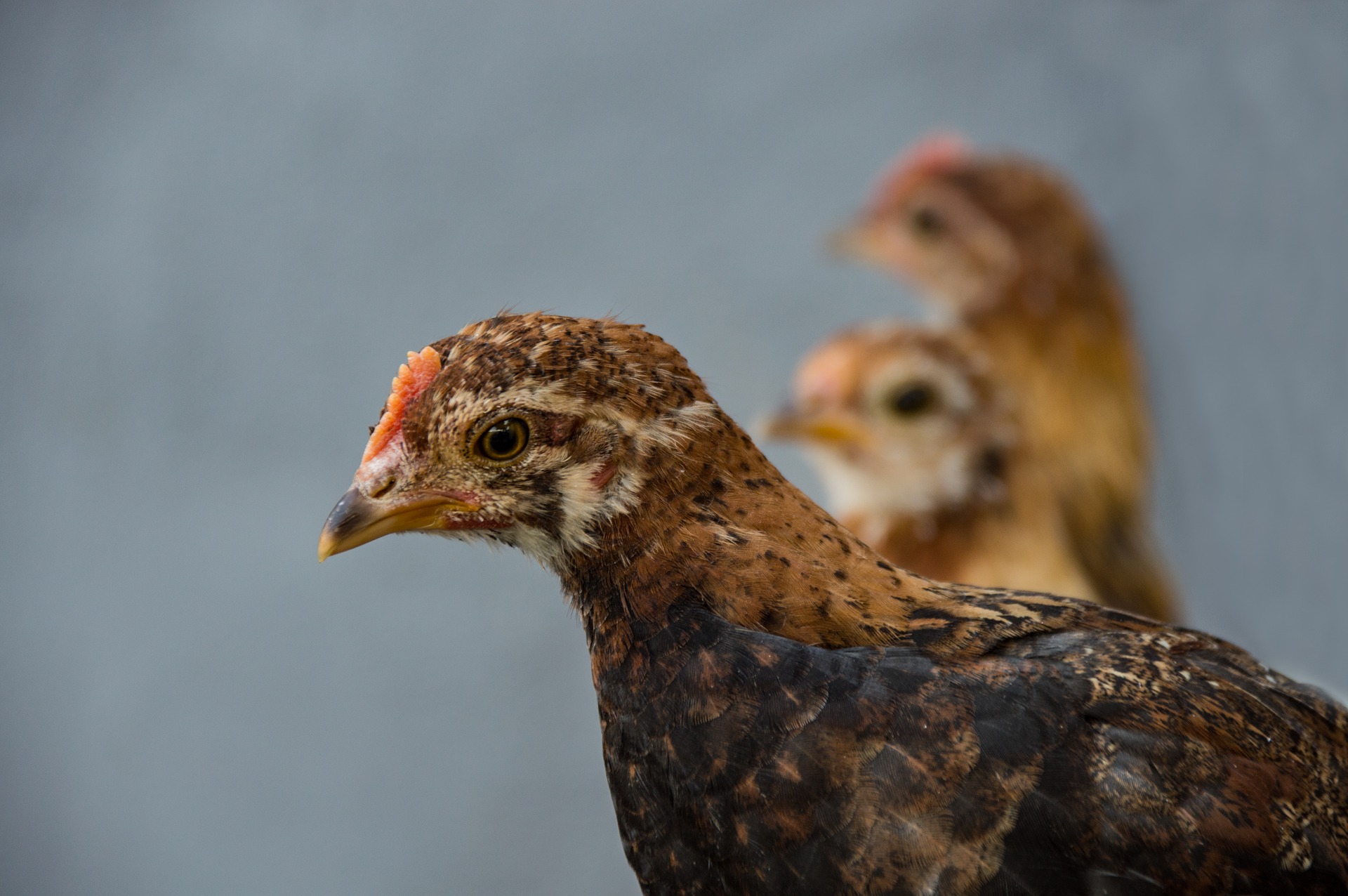 Bantam Dream Meaning