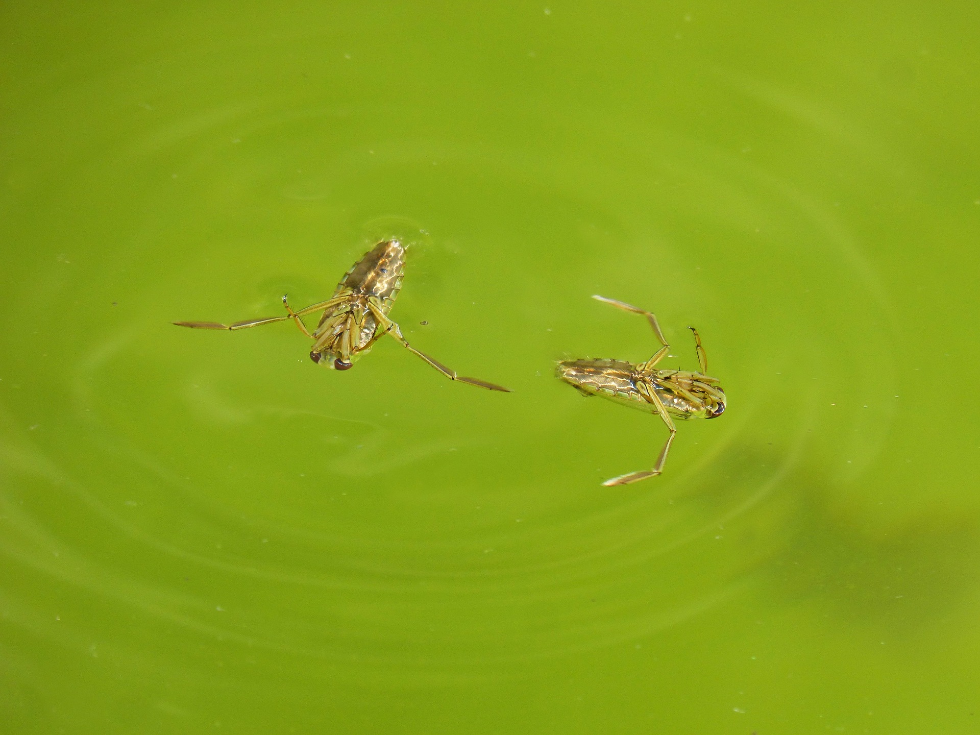 Dream Meaning of Bed Bug