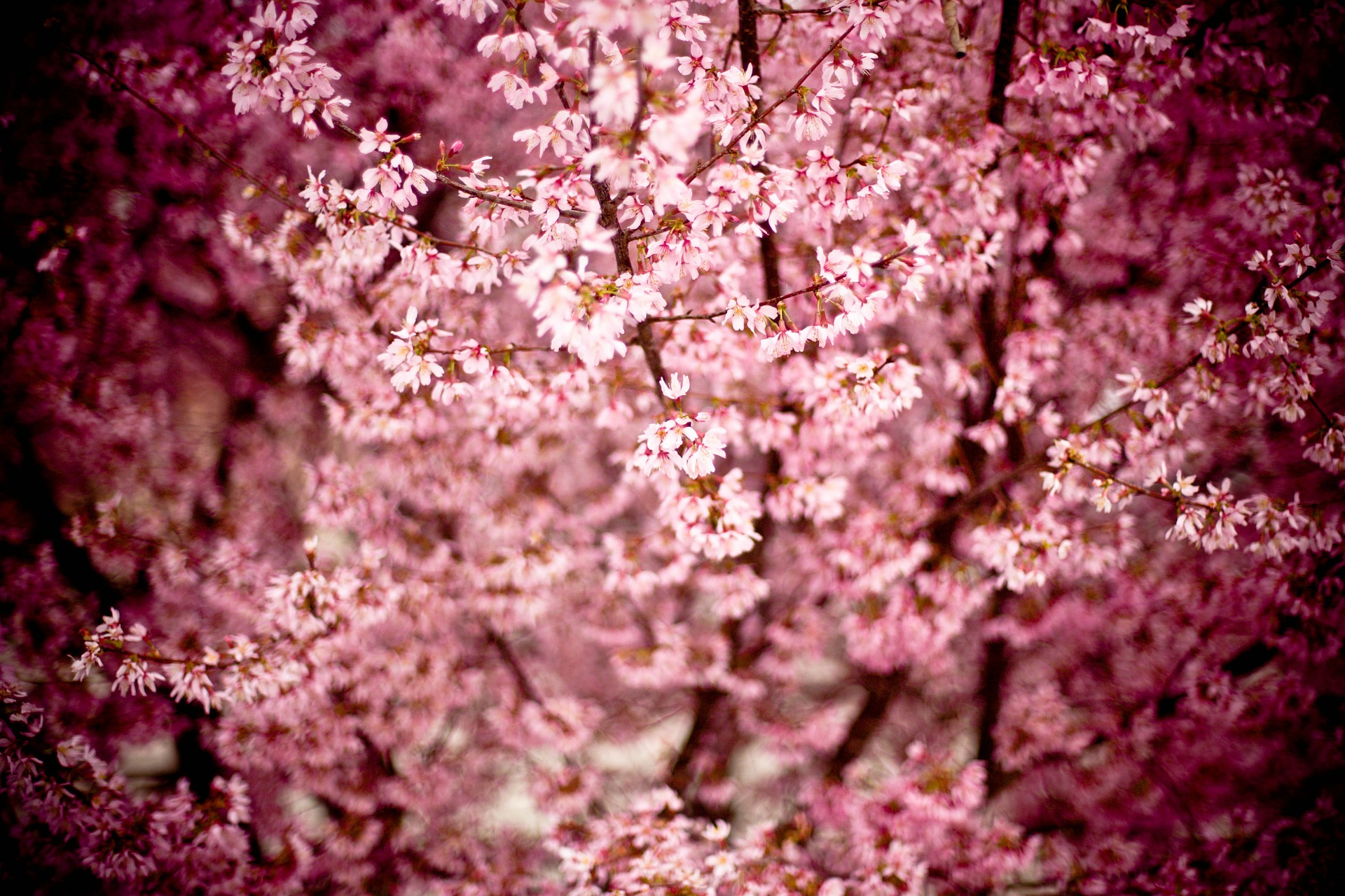 Dream Meaning of Cherry Tree