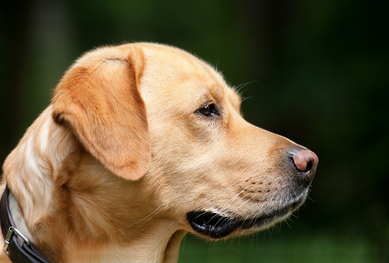 Dream Meaning of Dogs