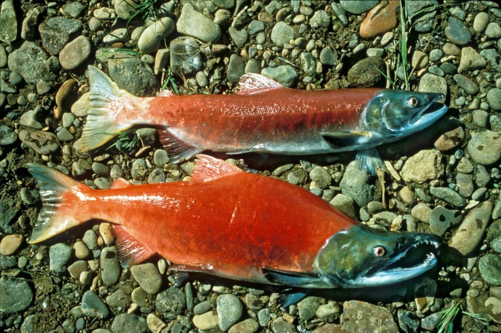 Dream Meaning of Salmon
