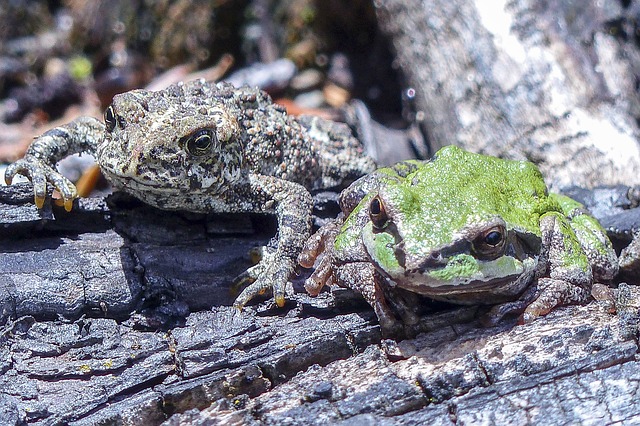 Dream Meaning of Toad