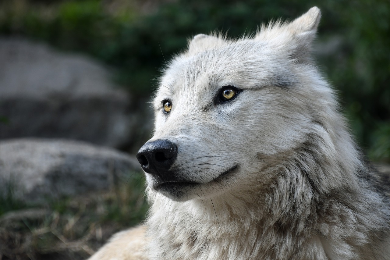 Dream Meaning of Wolf