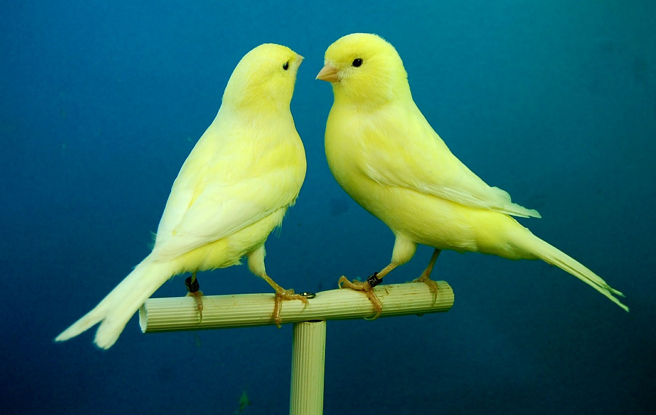 Dream Meaning of Canary Birds