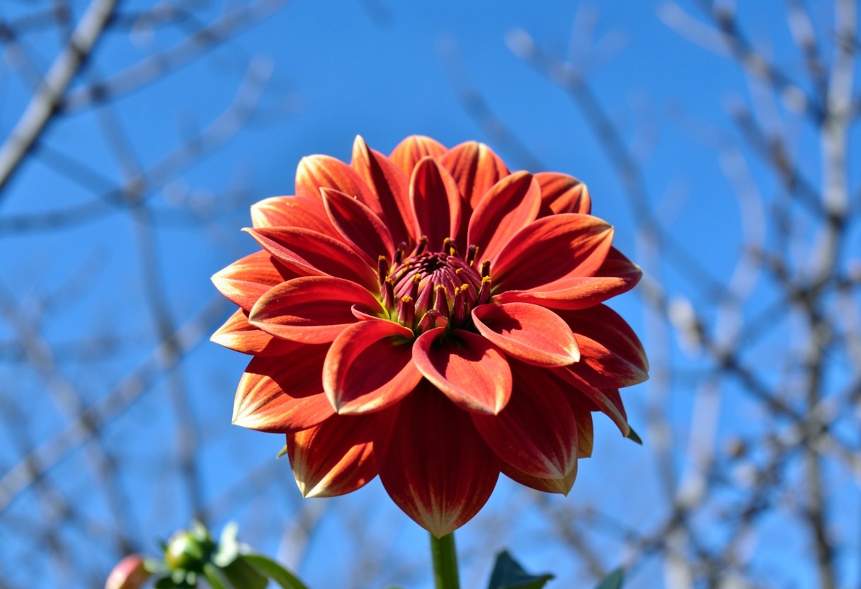 Dream Meaning of Dahlia