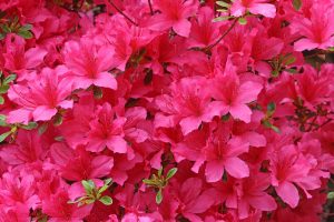 Dream meaning of Azalea Flower