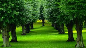 Dream Meaning of Woods