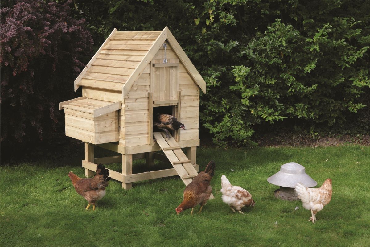 Dream Meaning Of Coop Poultry House Dream Interpretation