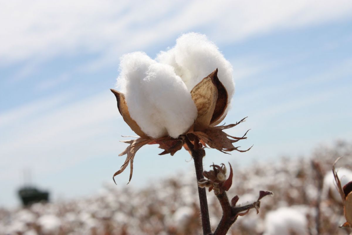 Dream Meaning Of Cotton Dream Interpretation