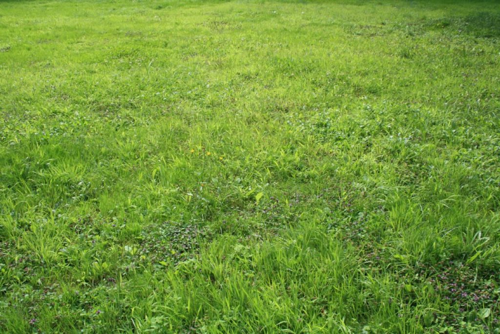 Dream Meaning of Grass