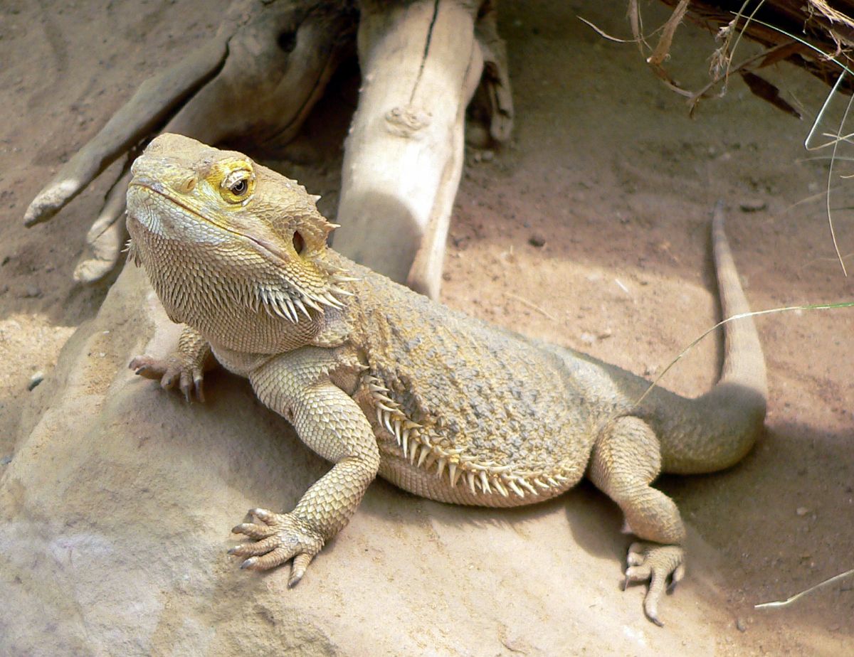 Dream Meaning Of Lizard Dream Interpretation