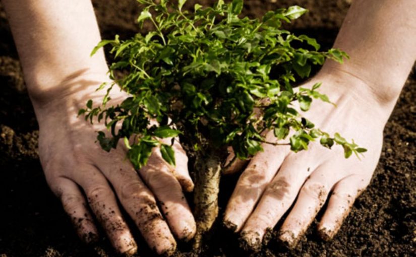 Dream Meaning Of Planting Trees Dream Interpretation