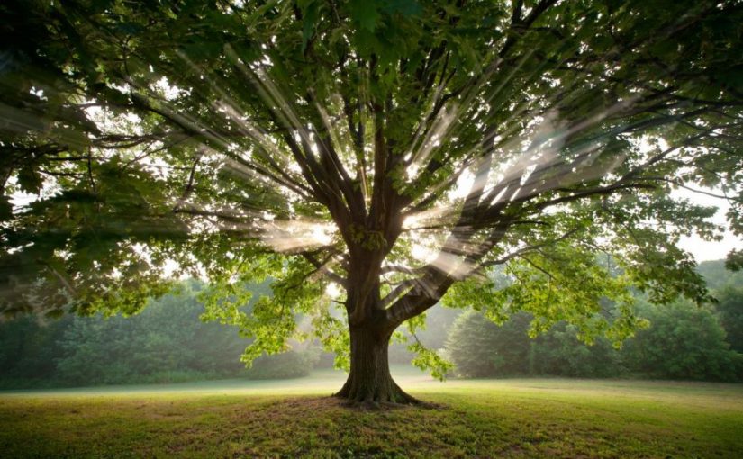 Dream Meaning Of Tree Dream Interpretation