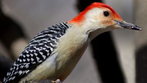 Dream Meaning of Woodpecker