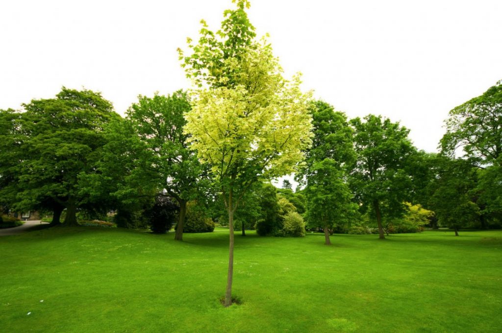 Dream Meaning of Young Tree
