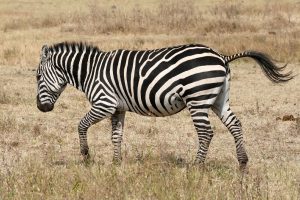 Dream Meaning of Zebra