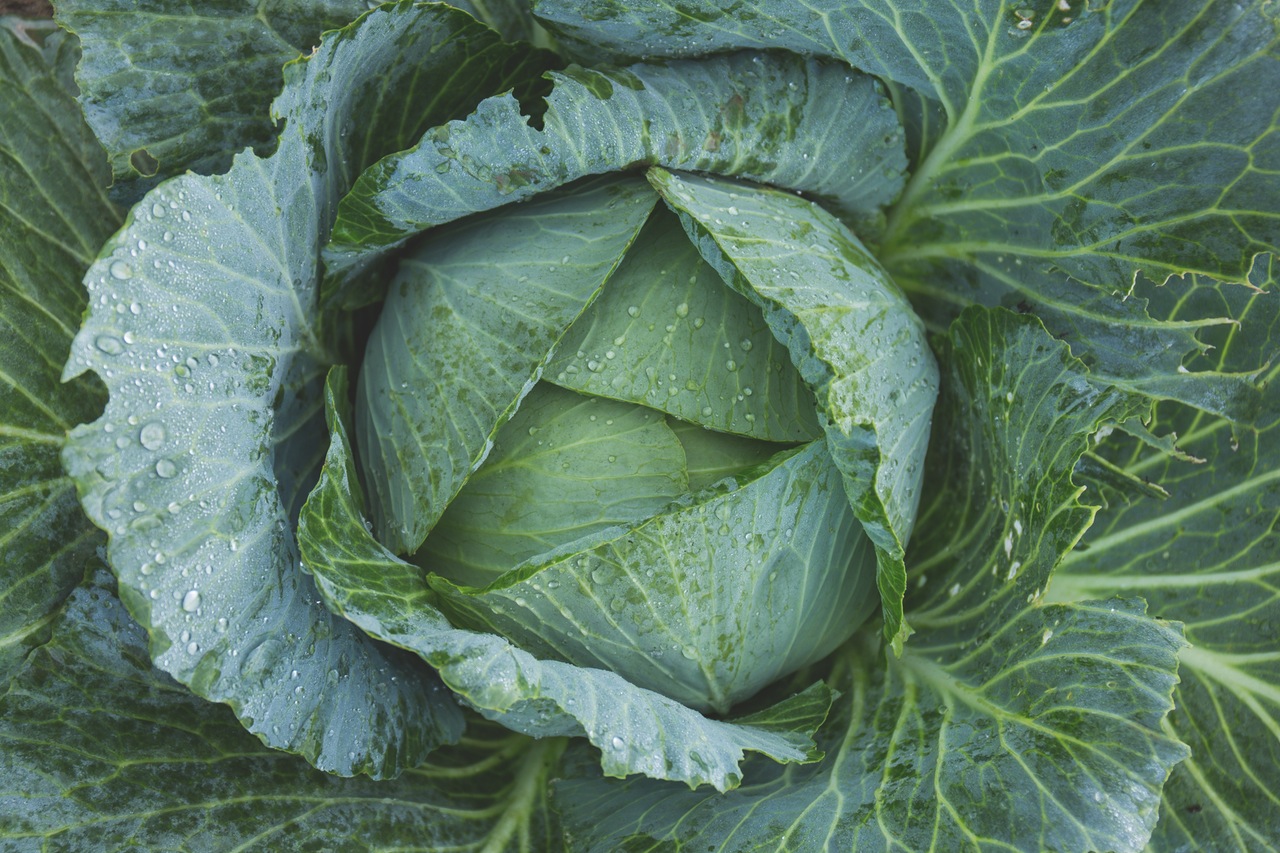 Dream Meaning Of Cabbage Dream Interpretation