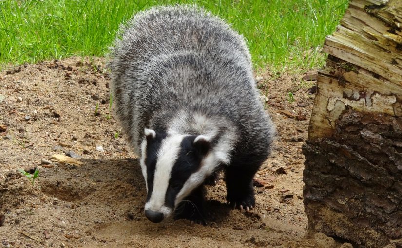 Dream Meaning Of Badger Dream Interpretation