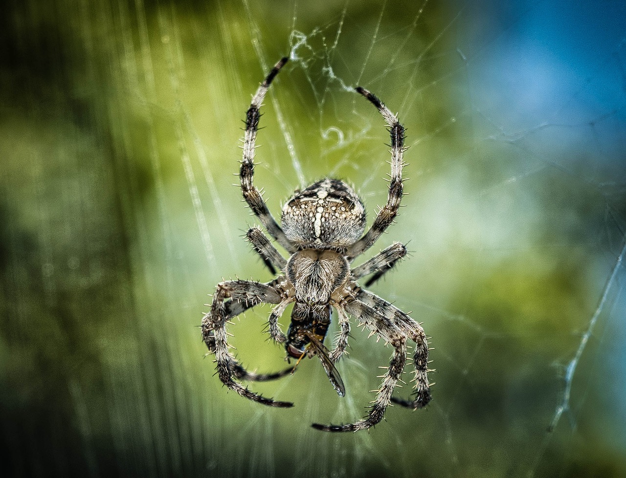 dream-meaning-of-spiders-dream-interpretation