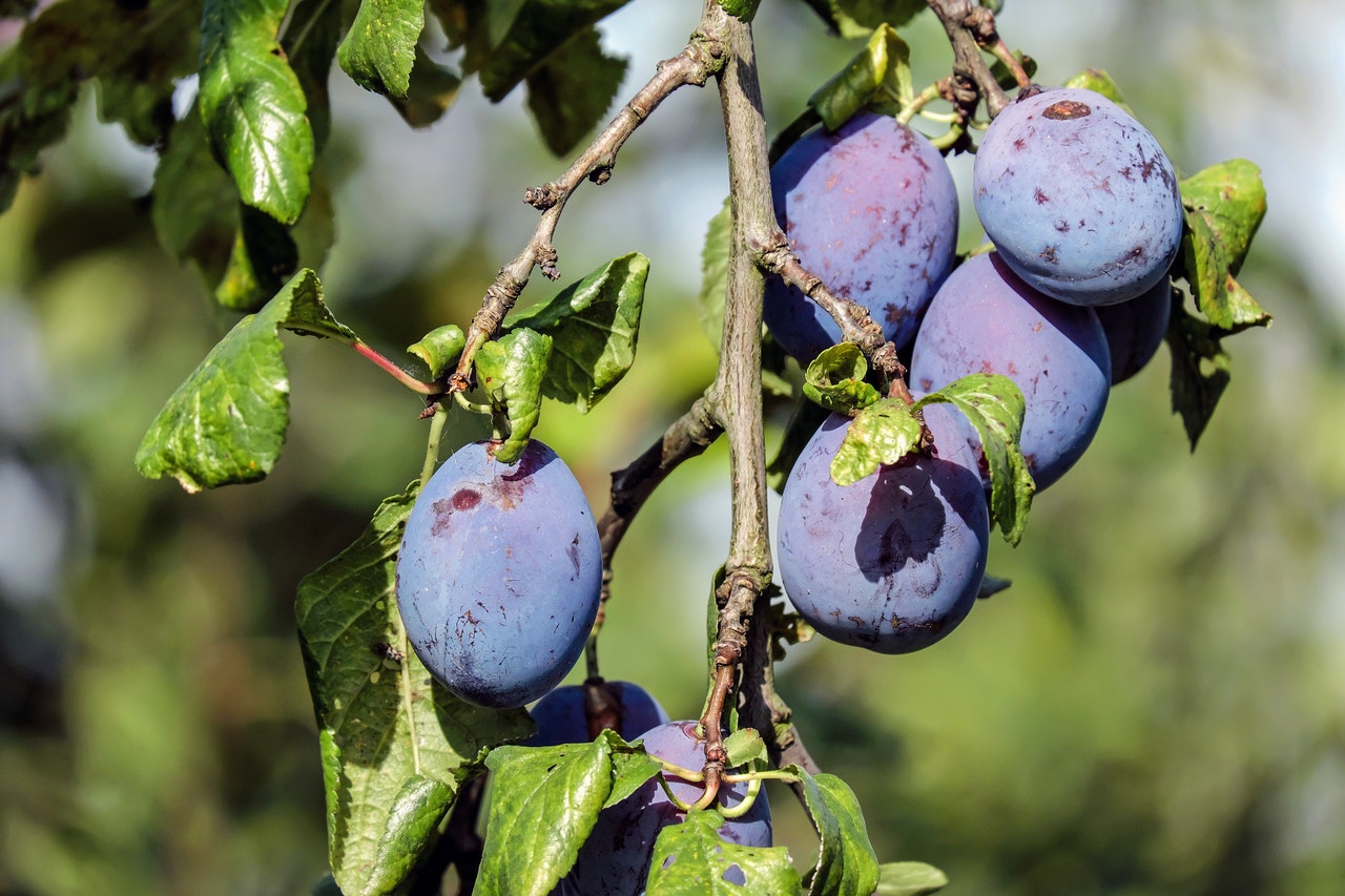 Dream Meaning Of Plum Dream Interpretation