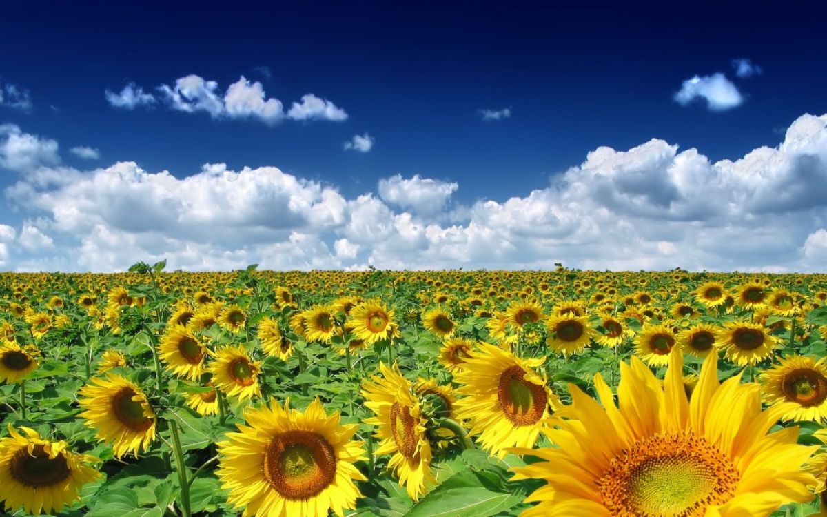 Dream Meaning Of Sunflower Dream Interpretation