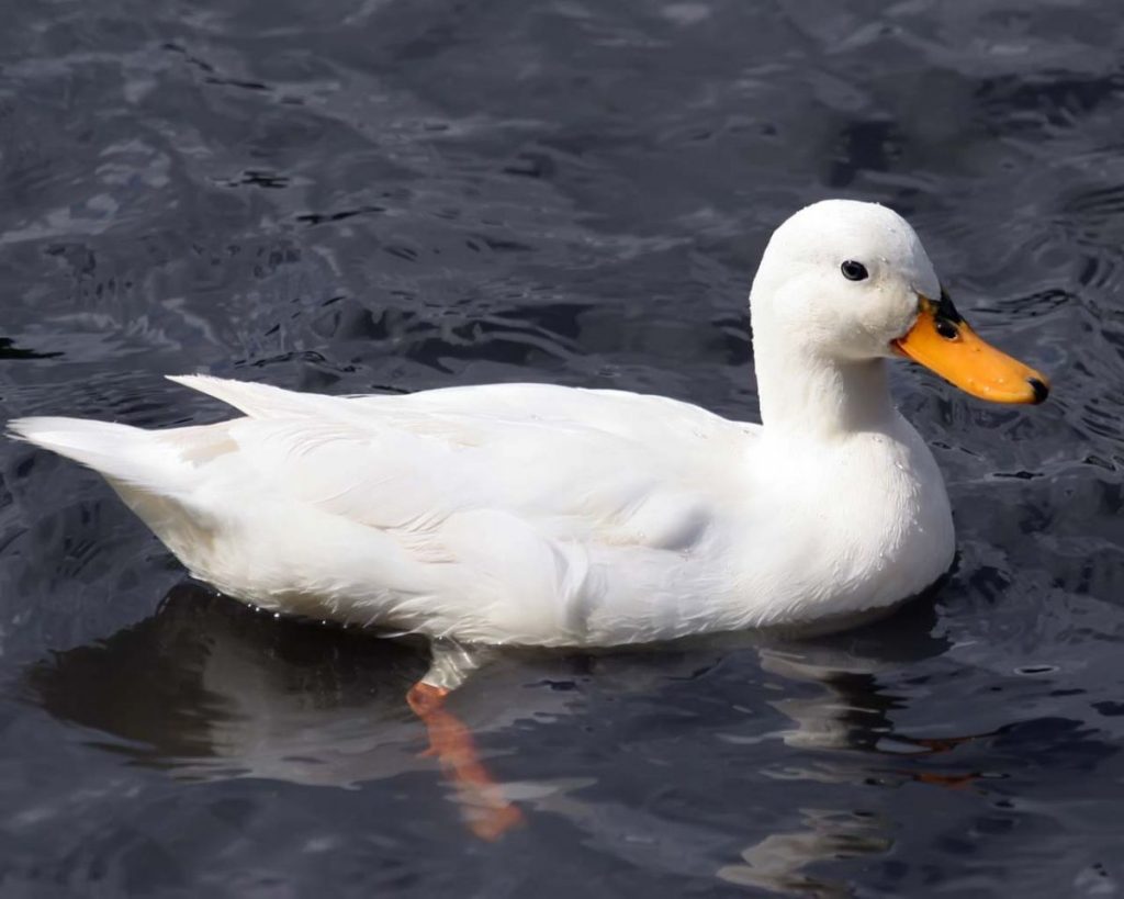 Dream Meaning of Duck