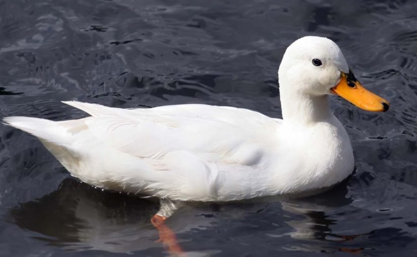 Dream Meaning Of Duck Dream Interpretation